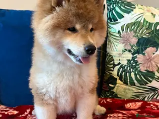 Japanese Shiba Inu dogs Adorable Japanese Shiba Inu Puppy - Advert 17