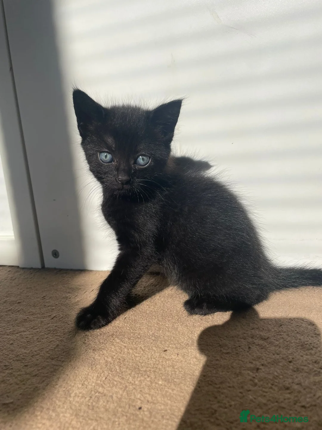 Mixed Breed cats for sale: Black male kitten  - Advert 1