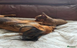 Russian Toy Terrier dogs for sale: Russian Toy Puppies  - Image 10
