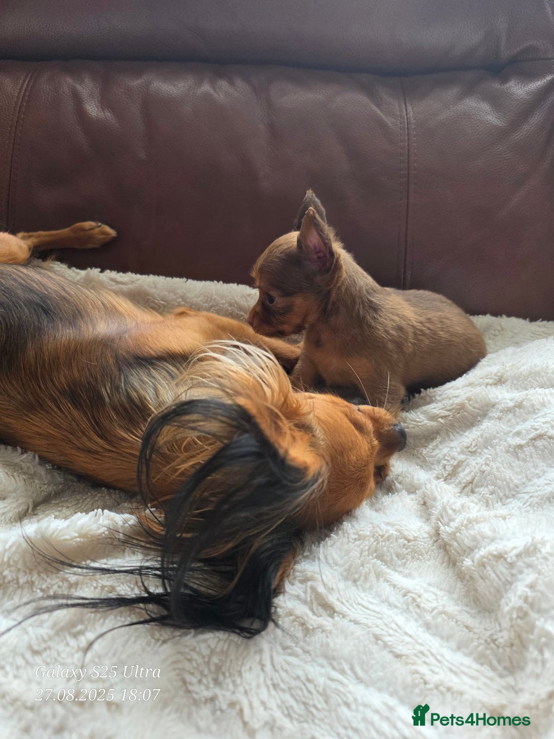 Russian Toy Terrier dogs for sale: Russian Toy Puppies  - Image 10