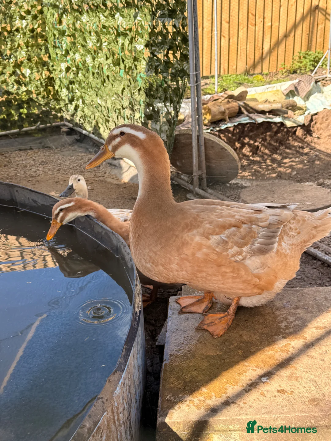 Ducks poultry for sale: Hatching eggs!! Saxony and Welsh harlequin  - Advert 8