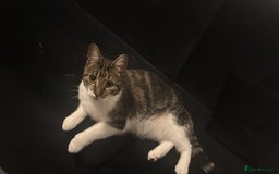 Mixed Breed cats for sale: ✨ Loving 2-Year-Old Cat Seeking Forever Home ✨ - Image 2