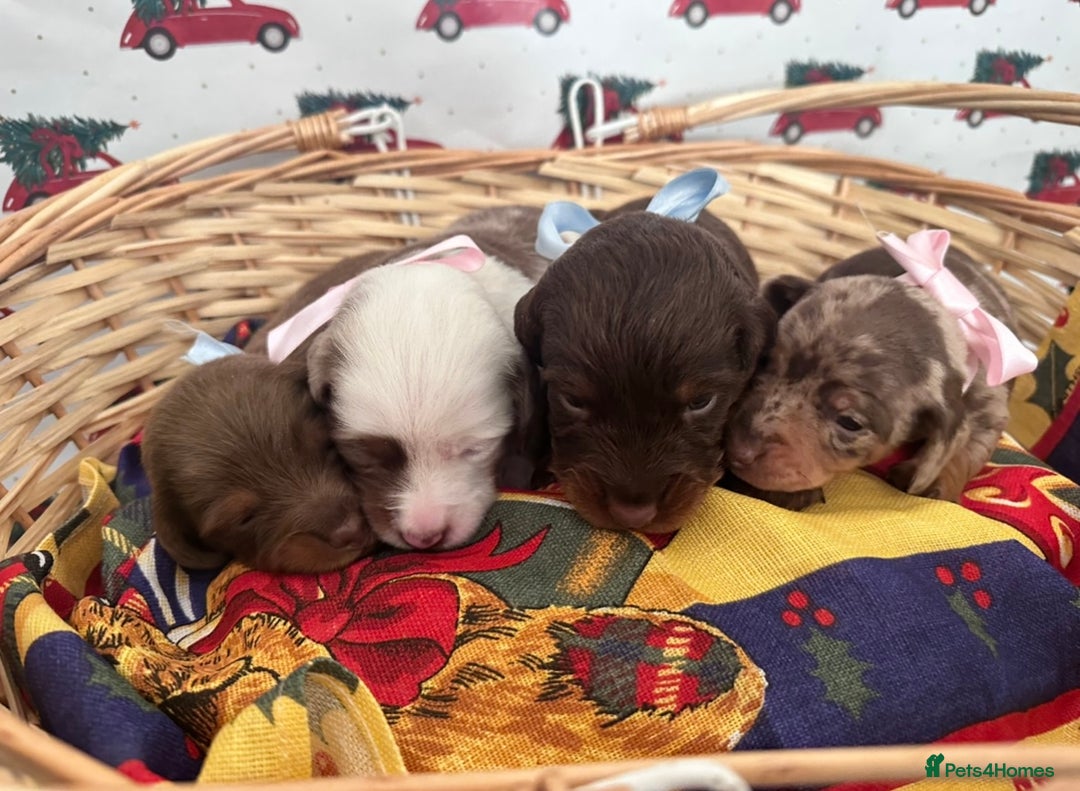 Dachshund dogs for sale: Dachshund  - Advert 18