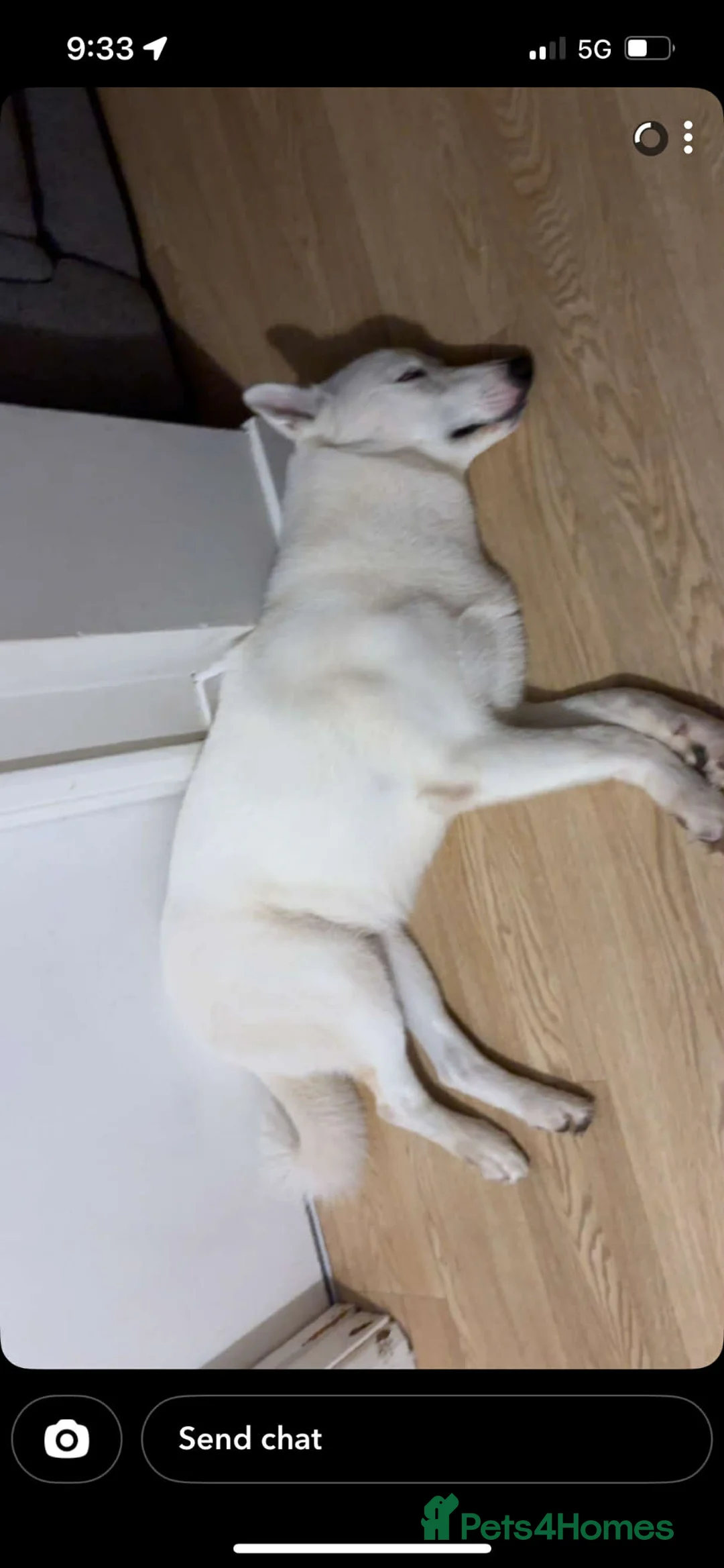 Mixed Breed dogs for sale: 1 year old Siberian Huskey cross Alaskan Malamute  - Advert 5