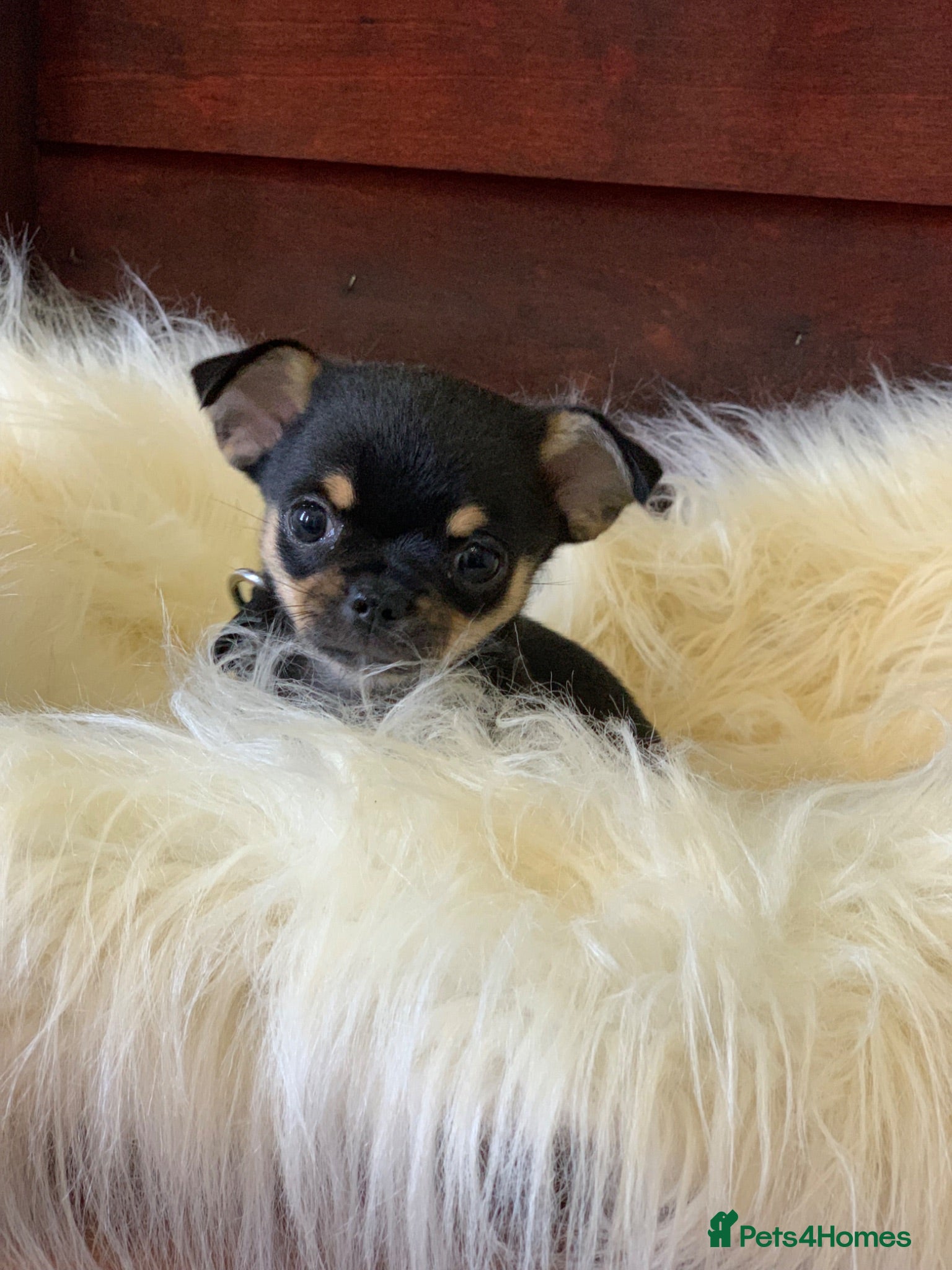 Chihuahua dogs 5* LICENSED GORGEOUS READY💕 KC CHIHUAHUA LITTER - Advert 12