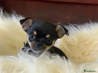 Chihuahua dogs 5* LICENSED GORGEOUS READY💕 KC CHIHUAHUA LITTER - Advert 12
