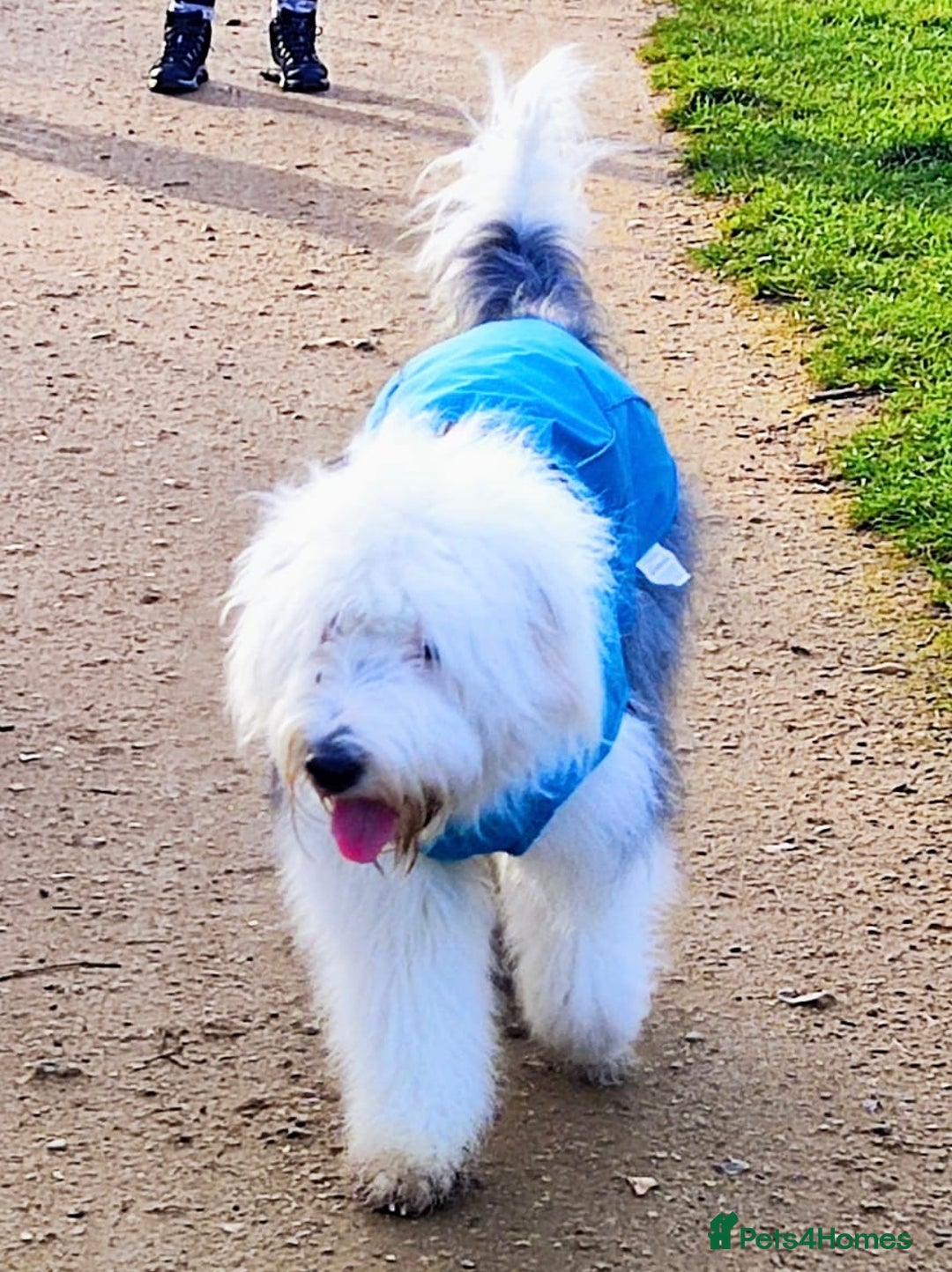 Old English Sheepdog dogs for sale: Old English Sheepdog Puppies - Advert 1