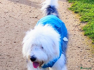 Old English Sheepdog dogs Old English Sheepdog Puppies - Advert 10