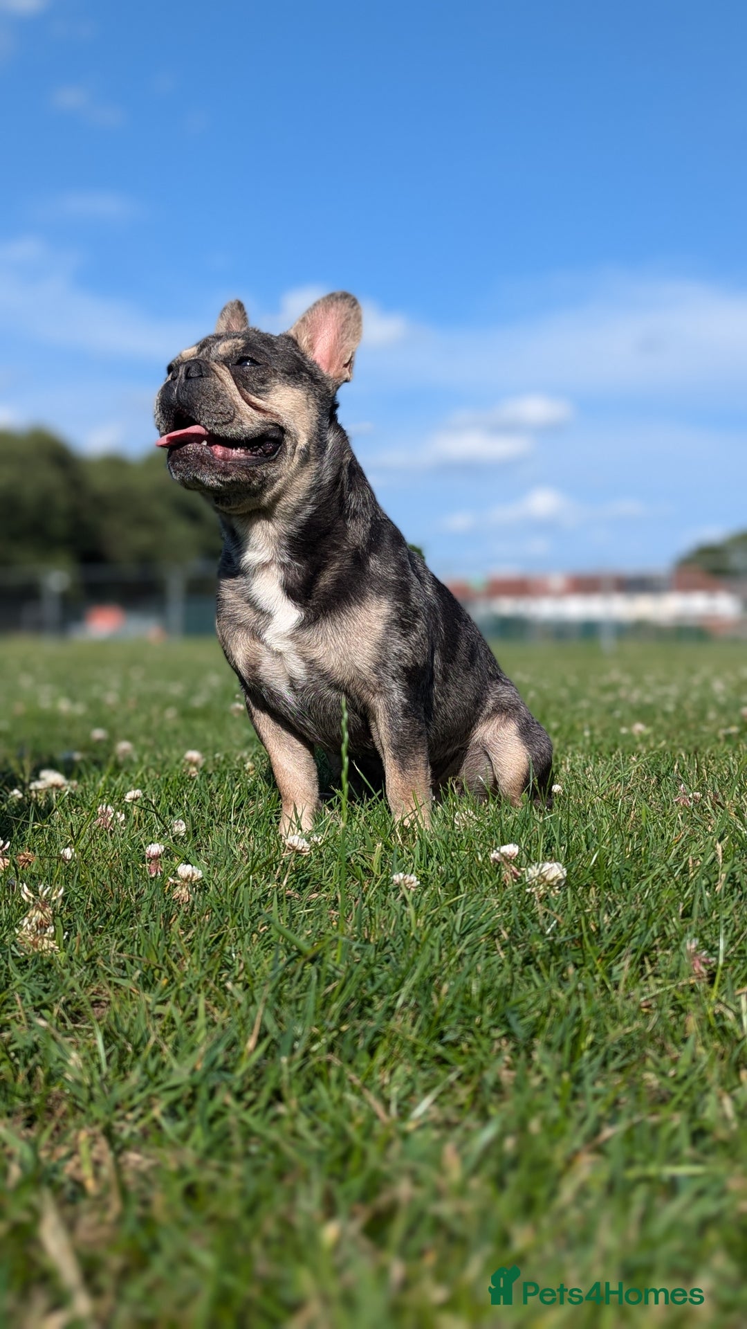 French Bulldog dogs for stud: Biscuit the KC REGISTERED French Bulldog Stud 💙🐶 - Advert 10