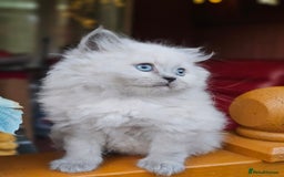 British Shorthair cats for sale: Last 4 male British Short-hair/long hair kittens  - Image 5