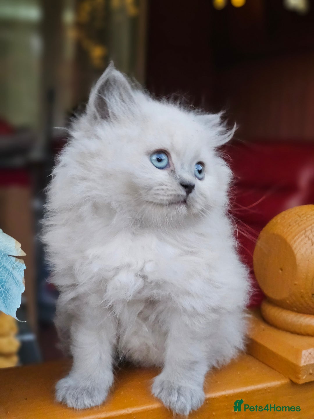 British Shorthair cats for sale: Last 4 male British Short-hair/long hair kittens  - Image 5