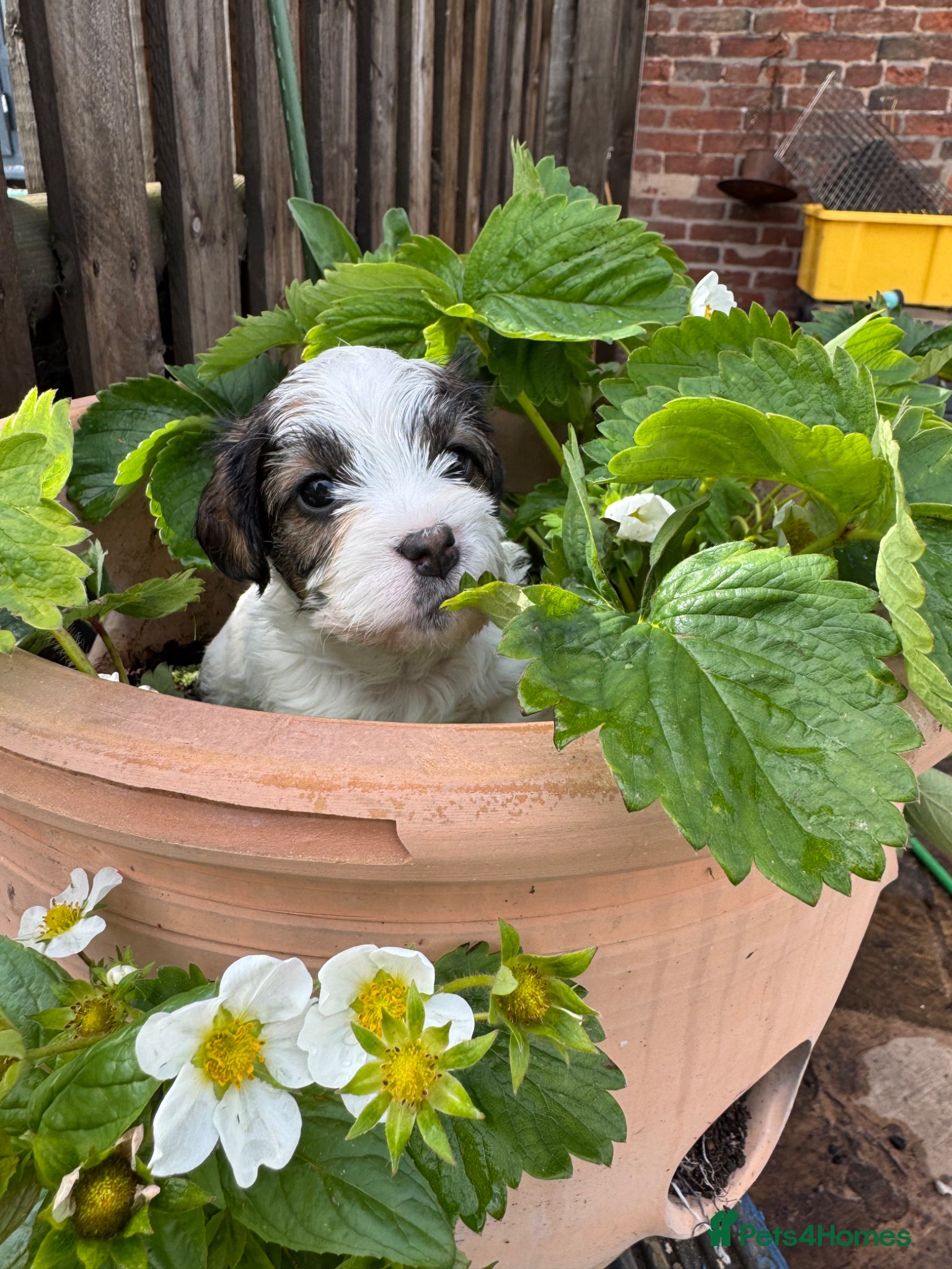Mixed Breed dogs Sealyham terrier cross breed  - Advert 1