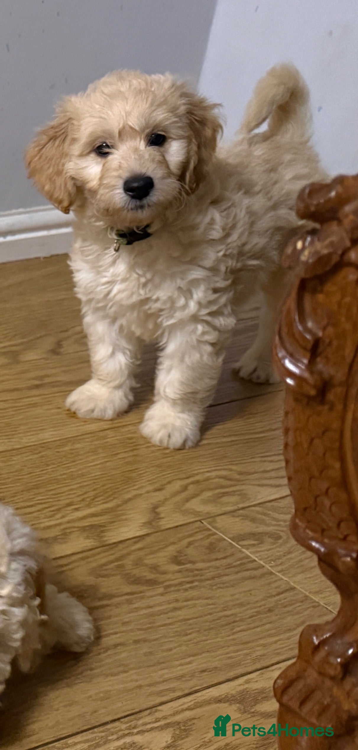 Mini Goldendoodle dogs MINI GOLDENDOODLE PUPPIES (last puppies available) - Advert 2