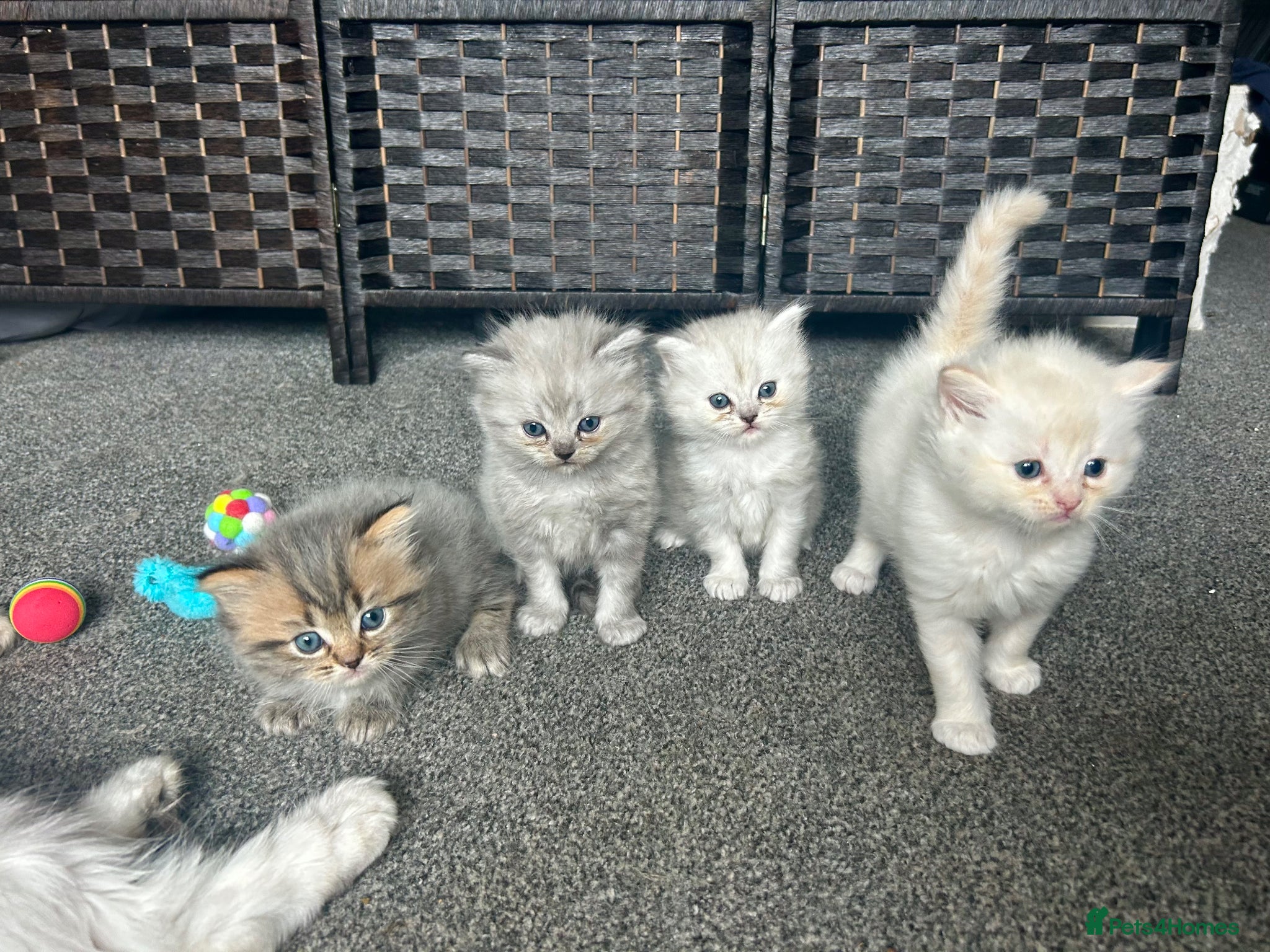 Persian cats for sale: 7-Persian kittens for sale 🩶🩵 males & Females - Advert 18