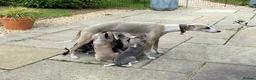 Whippet dogs for sale: KC Registered Pedigree Whippet Puppies for Sale in Salisbury - Advert 4