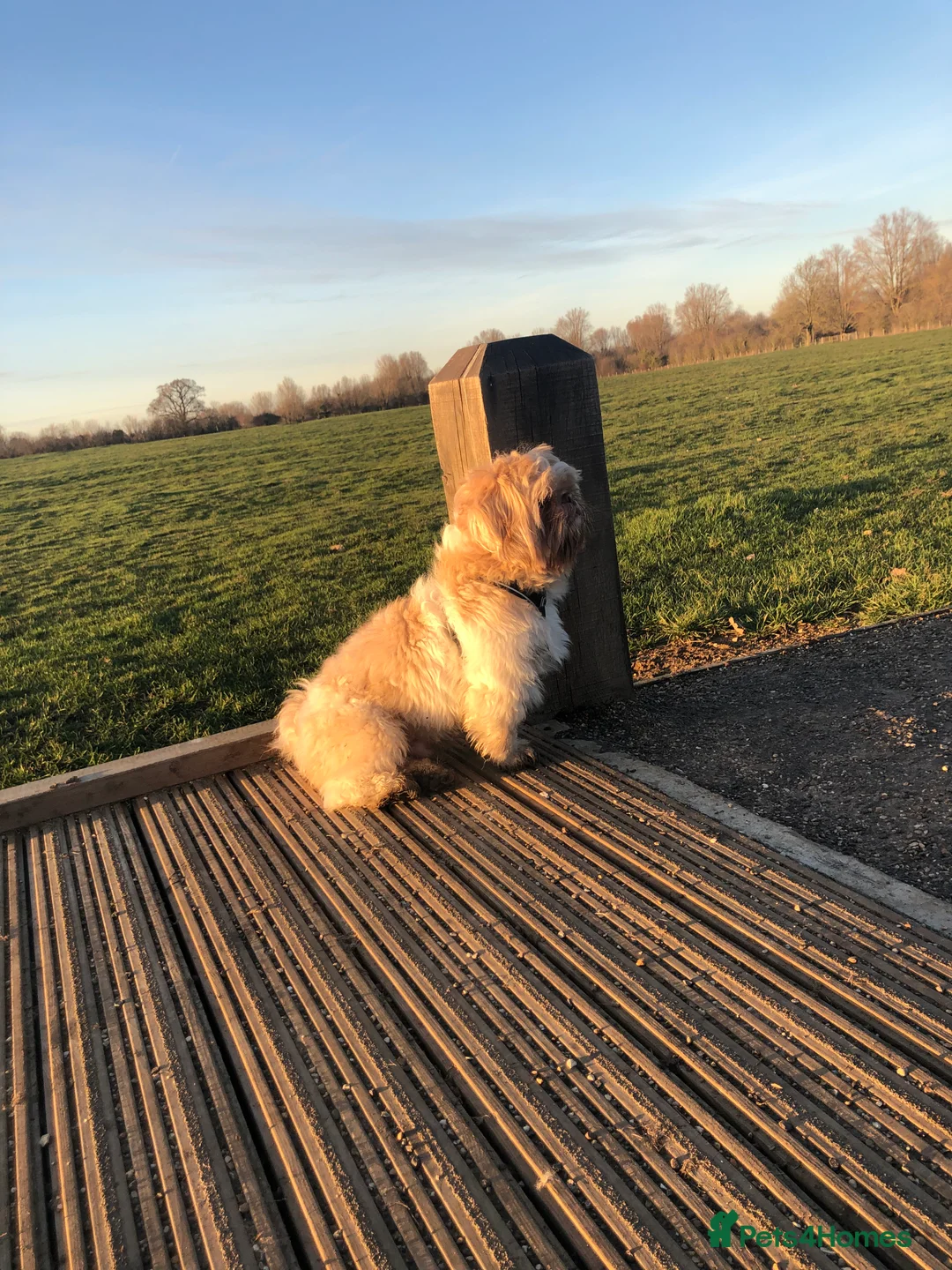 Shih Tzu dogs for stud: Pure breed male shih tzu stud  in Milton Keynes - Advert 9