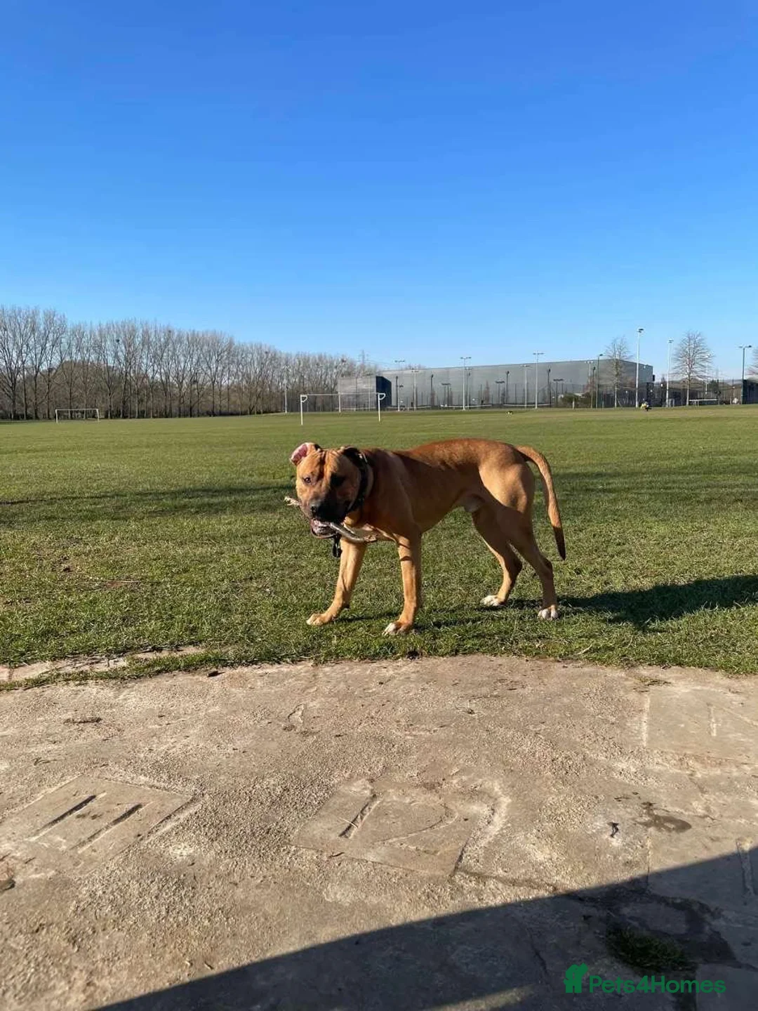 Presa Canario dogs for sale: Sully presa canario  in Eastleigh - Advert 3