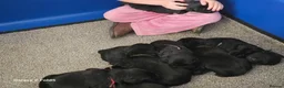 Labrador Retriever dogs for sale: KC REG STUNNING BLACK LITTER HEALTH TESTED PARENTS - Advert 7