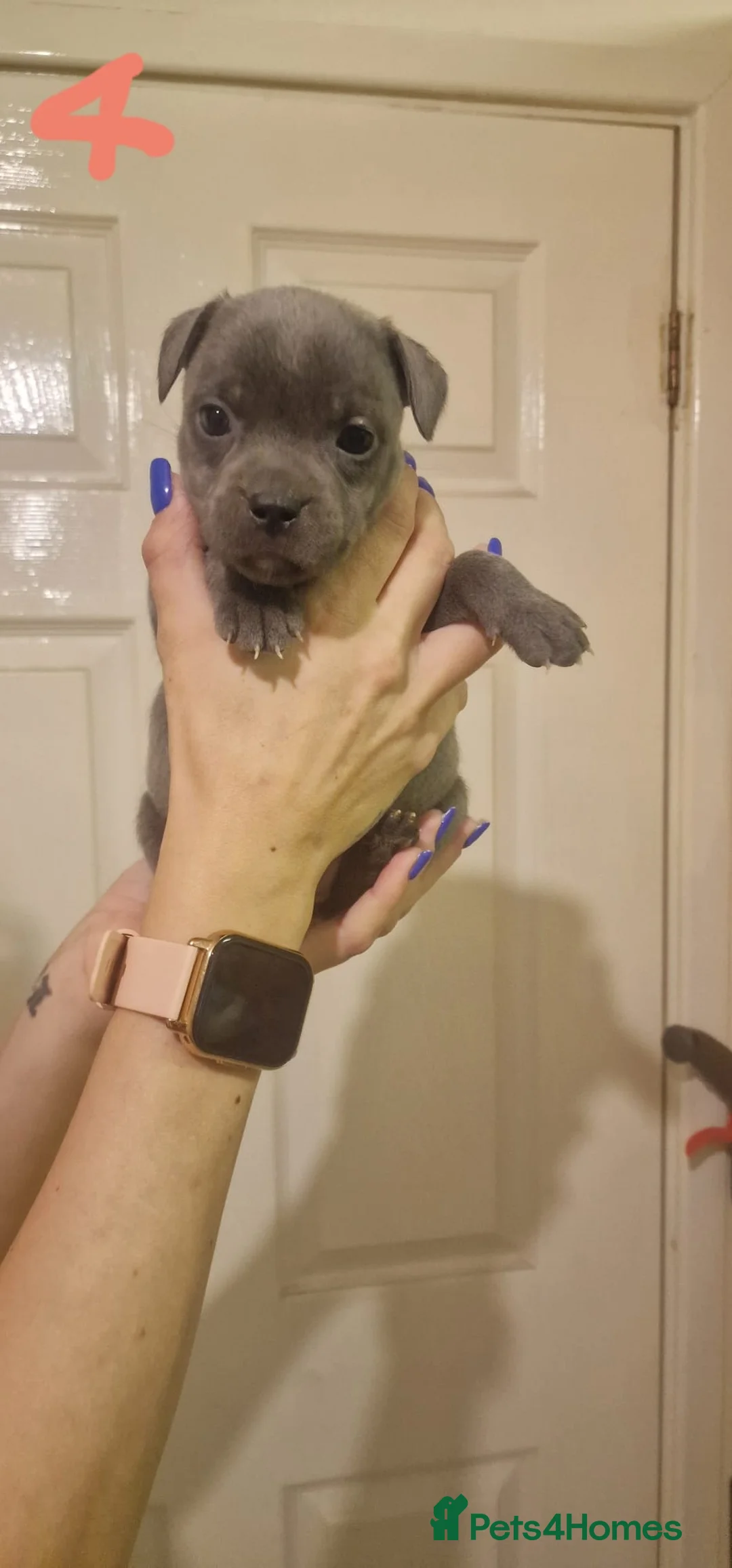 Staffordshire Bull Terrier dogs for sale: 6 beautiful blue staffs - Advert 10