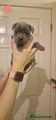 Staffordshire Bull Terrier Puppy 4