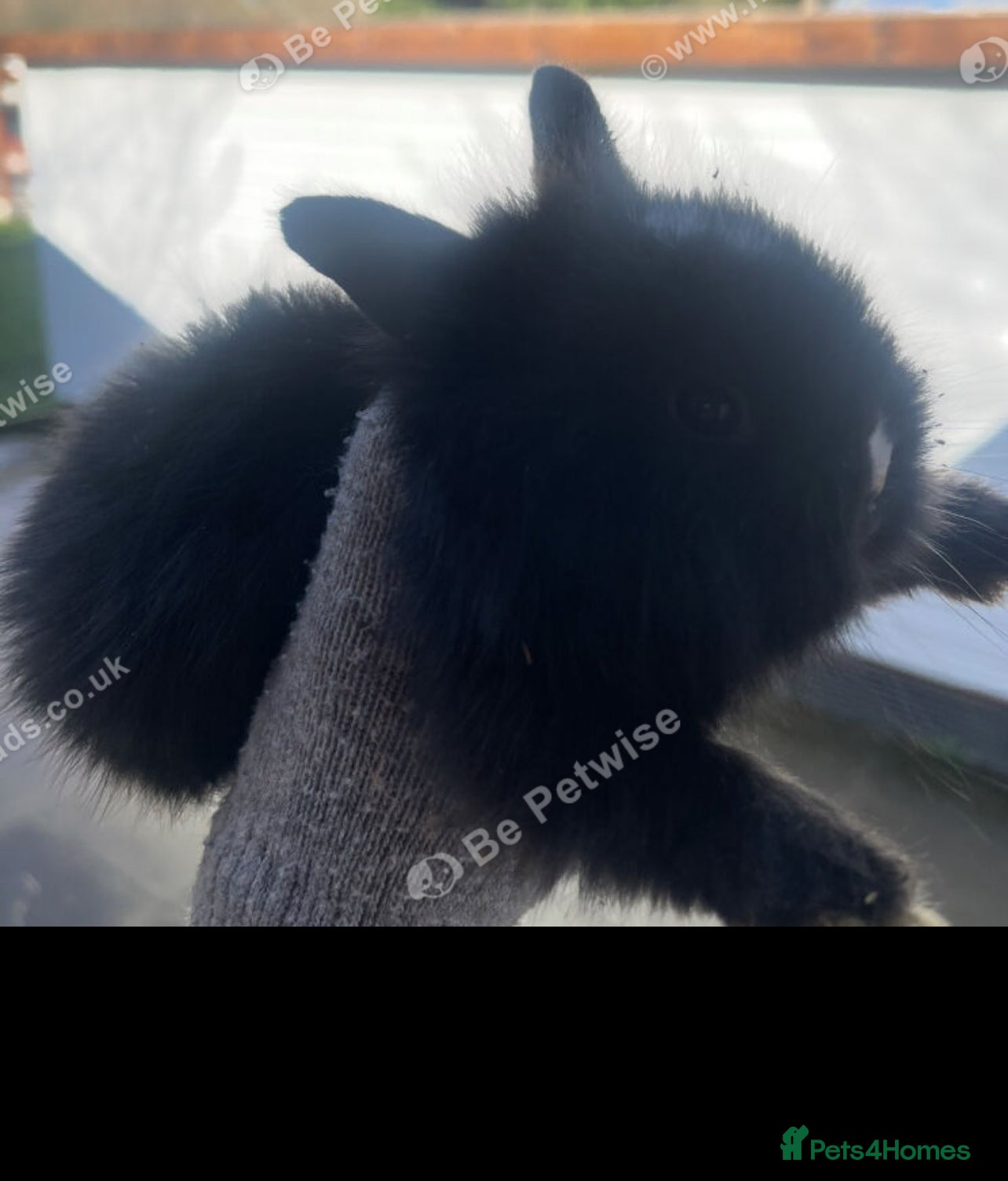 Lionhead rabbits Baby Lionhead bunnies ready to reserve ! - Advert 20