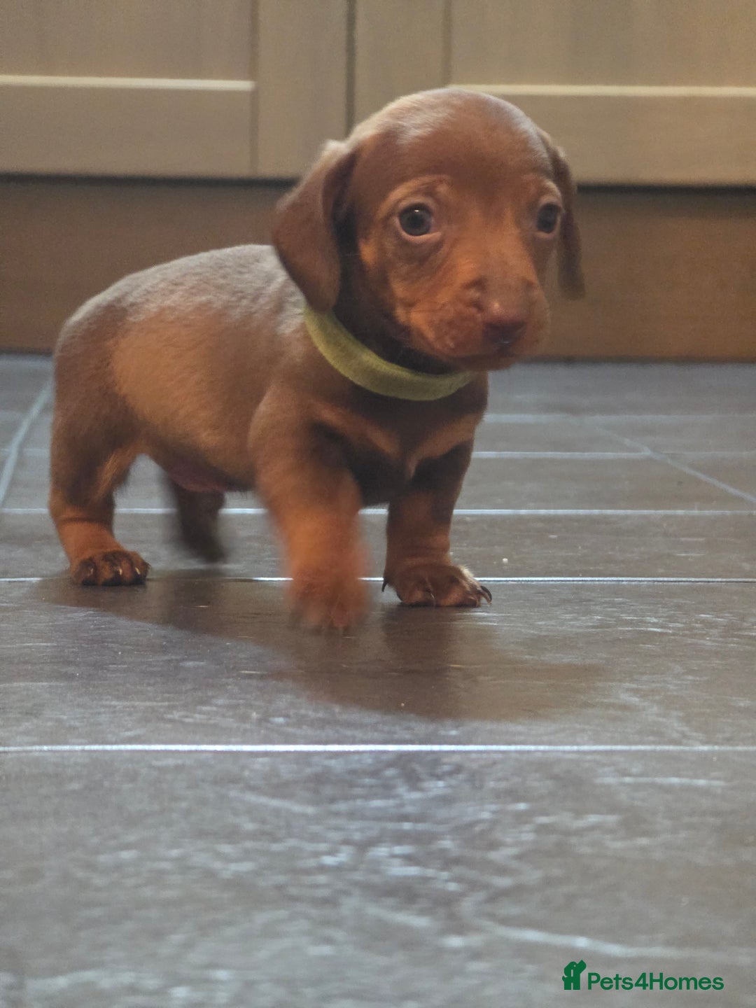 Dachshund dogs for sale: Dachshund  - Advert 38
