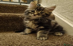 Maine Coon cats for sale: Beautiful fluffy Maine coon cross Kittens - Image 3