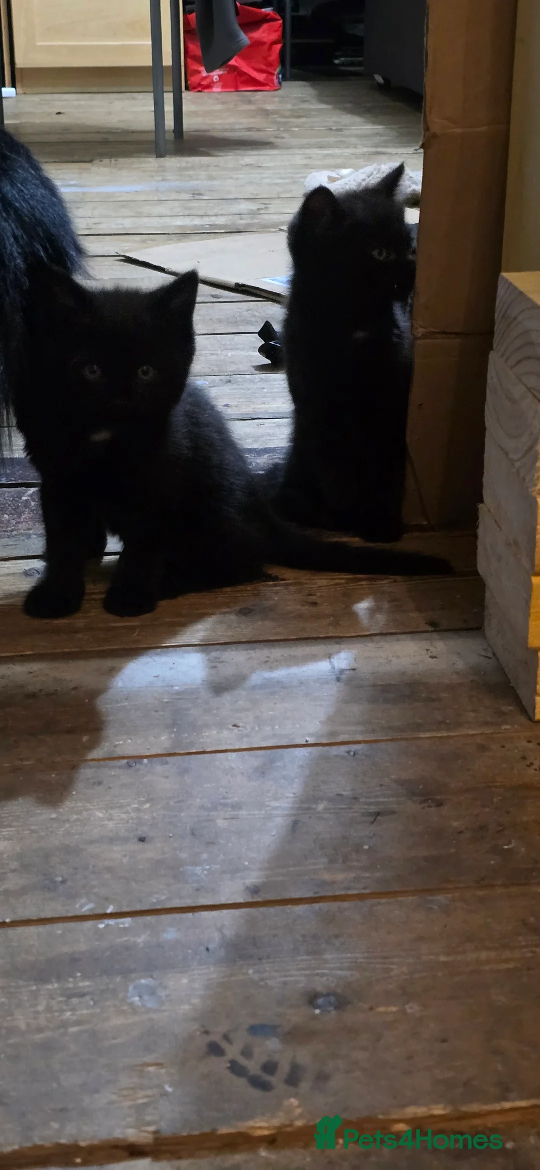 Mixed Breed cats for sale: Adorable Kittens for Sale - Advert 3