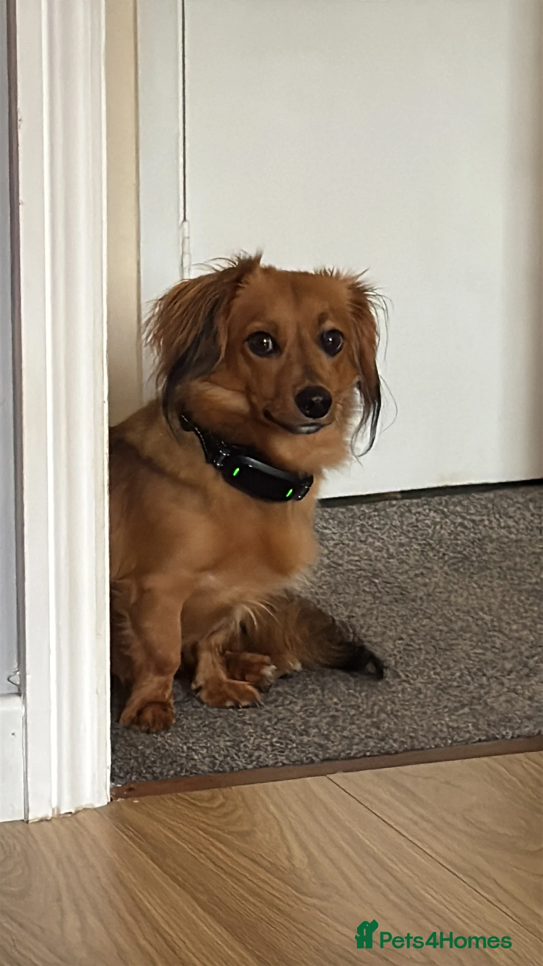 Mixed Breed dogs for stud: Long hair dachshund x for stud - Advert 4