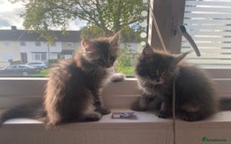 Maine Coon cats for sale: Maine Coon Kittens Ready for Their Forever Homes - Image 5