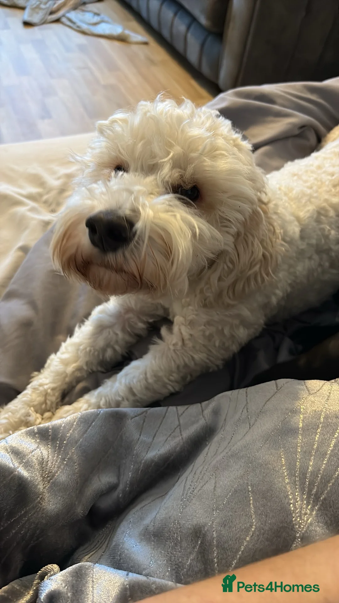 Cockapoo dogs for sale: Cockapoo, Seeking a adult only home  - Advert 3