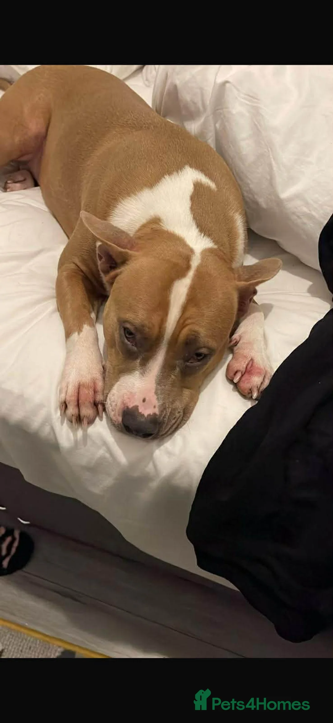 American Bull Staffy dogs for sale: Female American Staffordshire terrier  - Advert 2