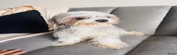 Mixed Breed dogs for sale: Milo  - Advert 2