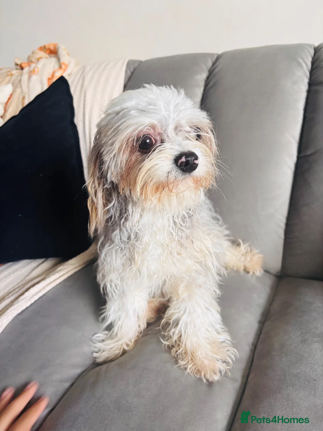 Mixed Breed dogs for sale: Milo  - Advert 2