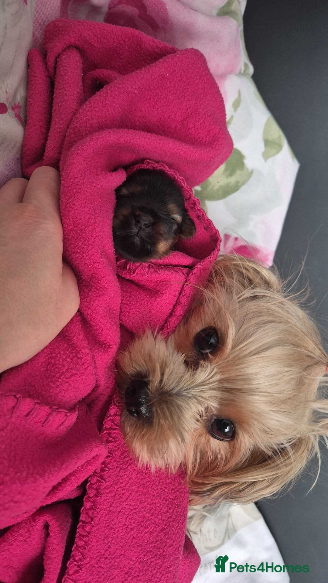 Yorkshire Terrier dogs for sale: Adorable Female Yorkie Puppy Looking for a Home 🌸 - Advert 14