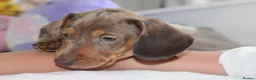 Miniature Dachshund dogs for sale: Miniature Dachshund puppies  - Advert 28
