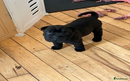 Shar Pei dogs for sale: 2 females 3 males Shar pei pups - Image 9