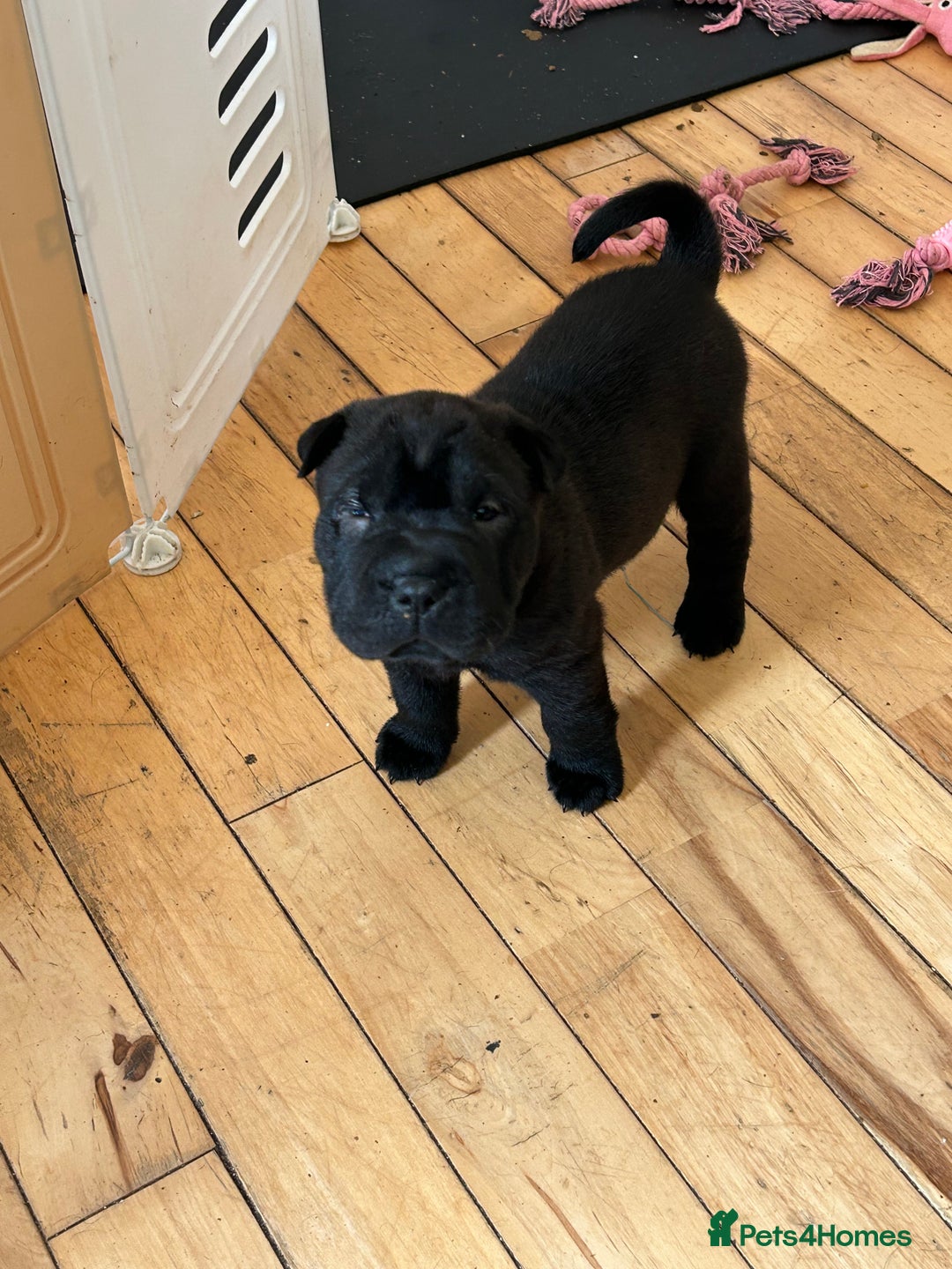 Shar Pei dogs for sale: 2 females 3 males Shar pei pups - Image 9