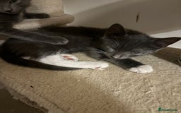 Domestic Shorthair cats for sale: 3 Grey Kittens ready for their new adventure!  - Image 4