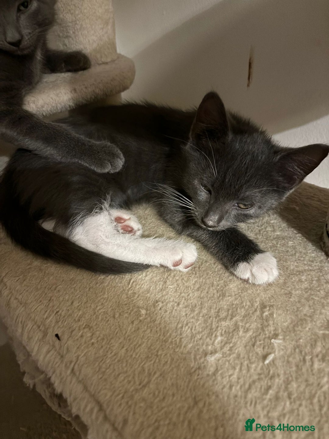 Domestic Shorthair cats for sale: 3 Grey Kittens ready for their new adventure!  - Image 4