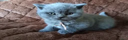 British Shorthair cats for sale: Gccf registered blue BSH kittens - Advert 3