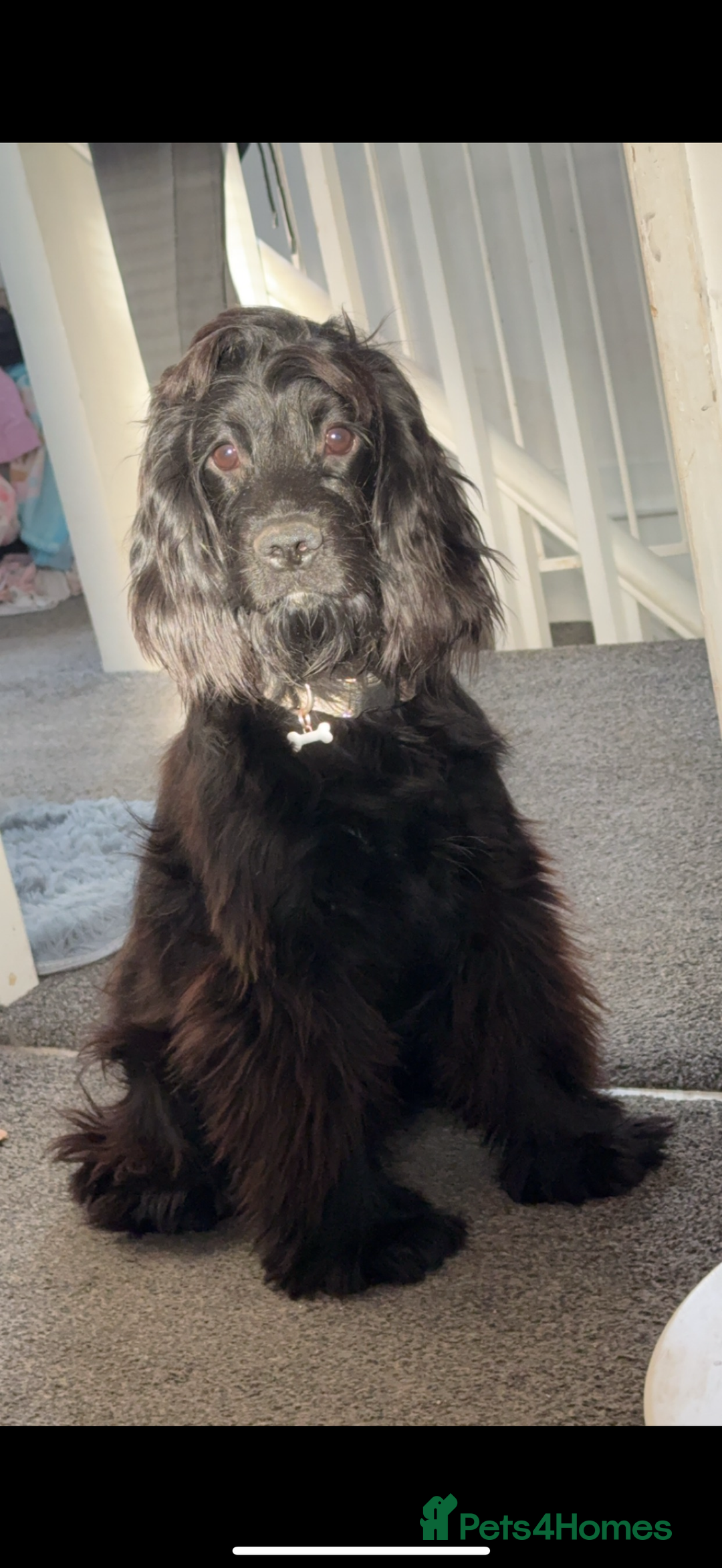Cocker Spaniel dogs for stud: Cocker spaniel for STUD - Image 4