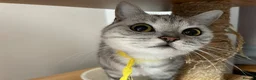 British Shorthair cats for sale: GCCF castrated 💙 BOY and GIRL 🩷 - Advert 7