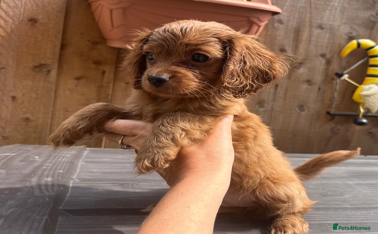 Cavapoo dogs - Advert 1