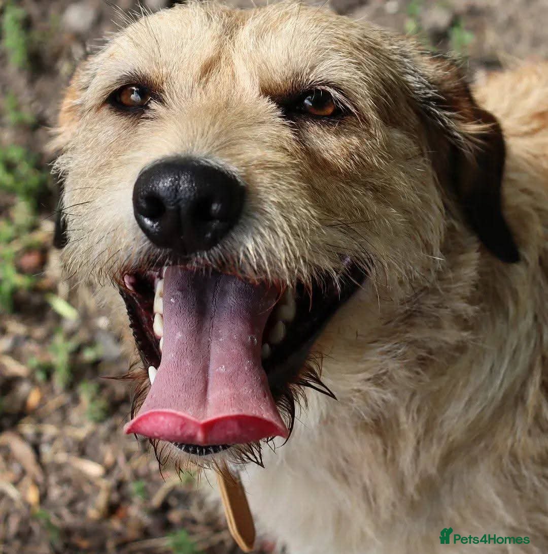 Mixed Breed dogs for adoption: 💖🐶 DUNA 🐶💖 - Advert 13