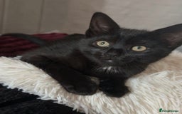 Domestic Shorthair cats for sale: Domestic short haired kittens for sale  - Image 8