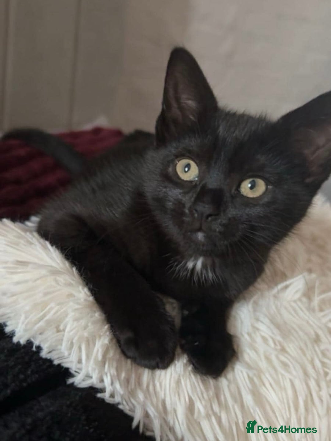 Domestic Shorthair cats for sale: Domestic short haired kittens for sale  - Image 8