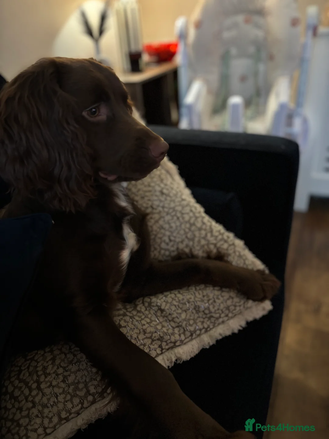 Cocker Spaniel dogs for sale: 9 month cocker spaniel Coco in Melton Mowbray - Advert 2