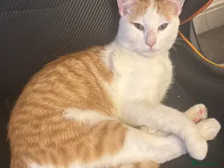 Mixed Breed cats Beautiful cats - Advert 1