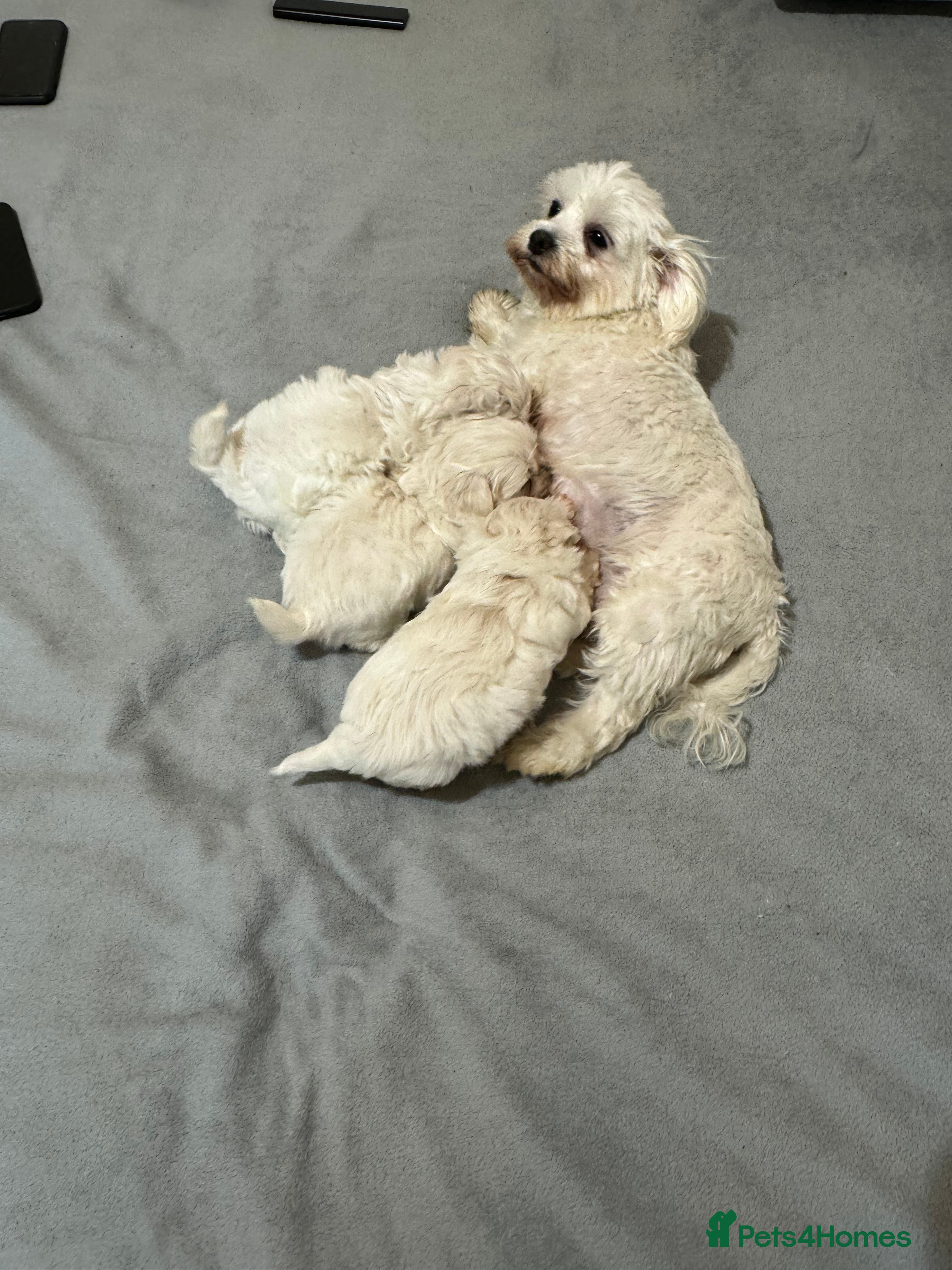 Mixed Breed dogs Beautiful Maltese/havanese girls - Advert 1